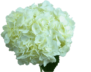 Hydrangea Png Photos - Hydrangea, Transparent Png PNG image with transparent background