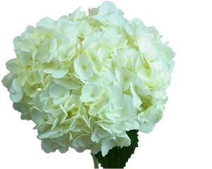 White Hydrangea Bloom PNG Image