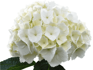 White Hydrangeas Png, Transparent Png PNG image with transparent background