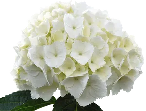 White Hydrangea Bloom PNG Image