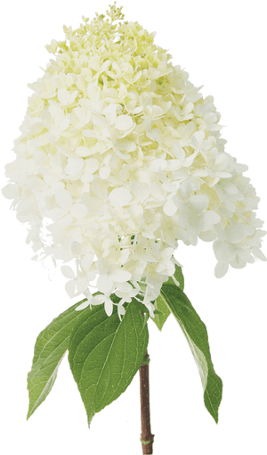 Panicle Hydrangeas - Limelight Hydrangea Cut Flower, HD Png Download PNG image with transparent background