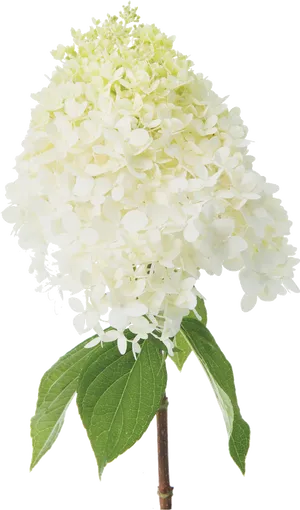 White Hydrangea Bloom PNG Image