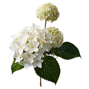 White Hydrangeas Flowers Png 5 PNG Image