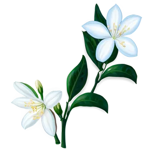 White Jasmine Flowers Png 05242024 PNG Image