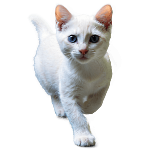 White Kitten PNG uag89 PNG image with transparent background