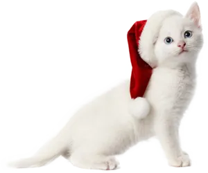 White Kittenin Santa Hat PNG Image