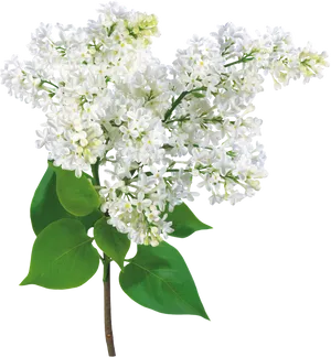 White Lilac Blossoms Black Background PNG Image