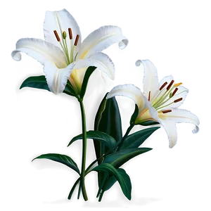 White Lilies Flowers Png 88 PNG Image