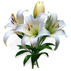 White Lilies Flowers Png Poh54 PNG Image