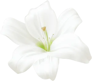 White Lily Flower Graphic PNG Image