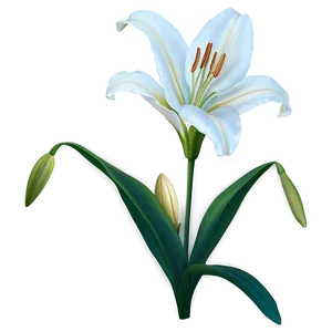 White Lily Flower Png 06272024 PNG Image