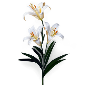 White Lily Flower PNG 51 PNG image with transparent background