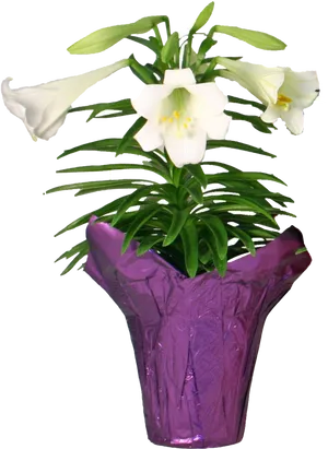 White Lilyin Purple Wrapped Pot PNG Image