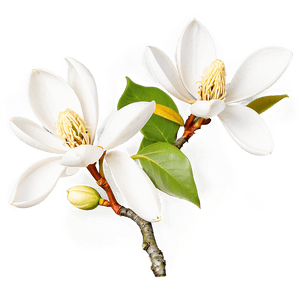 White Magnolia Tree Flowers PNG eid PNG