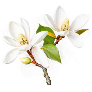 White Magnolia Tree Flowers Png Eid PNG Image