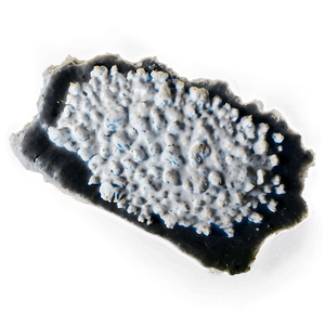 White Mold PNG 06132024 PNG