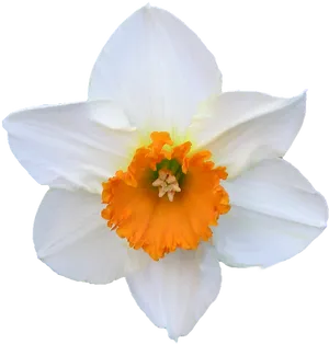 White Narcissus Flower Orange Center.png PNG Image