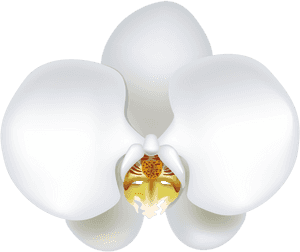 White-orchid - Vector White Orchid Png, Transparent Png PNG with transparent background
