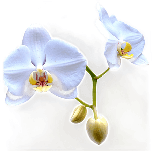 White Orchid PNG 05242024 PNG image with transparent background
