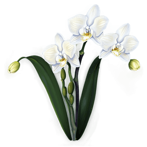 White Orchid PNG ahs PNG image with transparent background