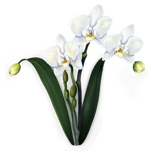 White Orchid Png Ahs PNG Image