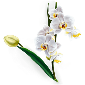 White Orchid PNG bab74 PNG image with transparent background