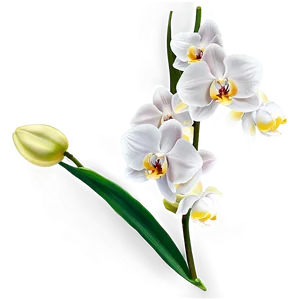 White Orchid Png Bab74 PNG Image