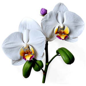 White Orchid PNG dxu PNG image with transparent background