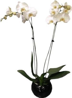 Moth Orchid, HD Png Download PNG image with transparent background