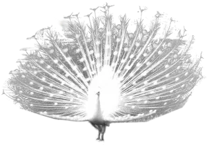 White Peacock Displaying Feathers PNG Image