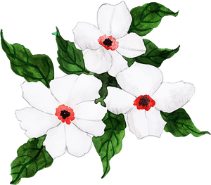 Periwinkle, HD Png Download PNG image with transparent background