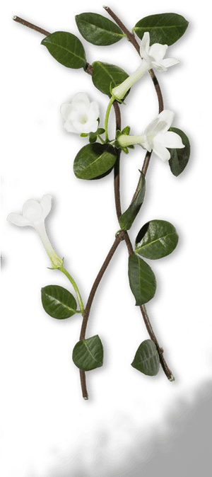 Periwinkle, HD Png Download PNG image with transparent background