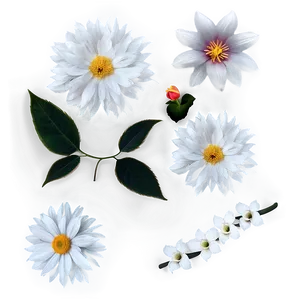 White Petals Png 06292024 PNG Image