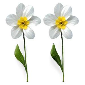 White Petals Png 47 PNG Image