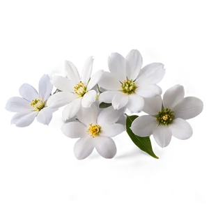 White Petals Png Eas32 PNG Image