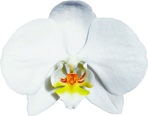 Bridal White Orchid By Jeanicebartzen - Moth Orchid, HD Png Download PNG with transparent background