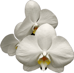 Orchid Transparent White - Moth Orchid, HD Png Download PNG image with transparent background