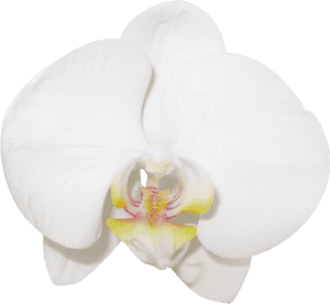 Large Transparent Vanilla Orchid Clipart M=1380664800 - Transparent Orchide Flower, HD Png Download PNG with transparent background