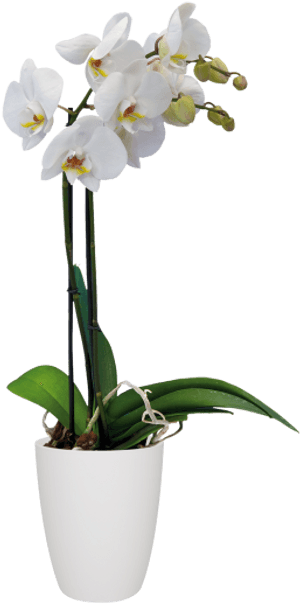 Orchid Png Pot, Transparent PNG with transparent background