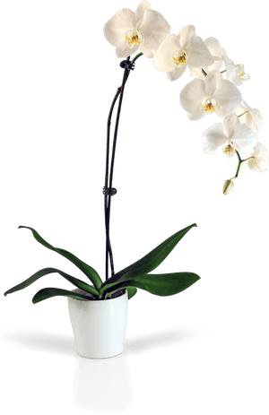 Transparent Orchid Flower Png - Orchid Png No Background, Png Download PNG with transparent background