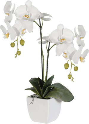 Flower Art, Floral Arrangements, Orchids, Centerpieces, - Emma White Orchid In Pot, HD Png Download PNG with transparent background