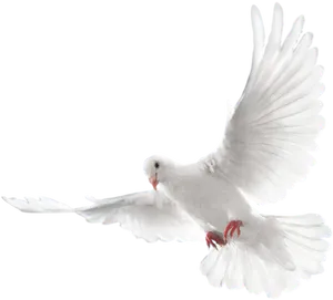 White Pigeon In Flight PNG Image