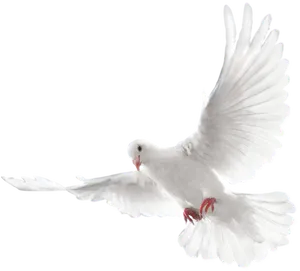 White Pigeon In Flight PNG Image