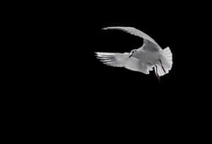White Pigeon In Flight Black Background PNG image with transparent background