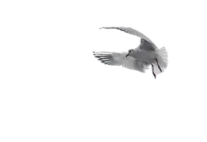 White Pigeon In Flight Black Background PNG Image