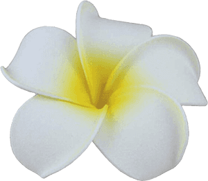 White Plumeria Flower Isolated PNG image with transparent background