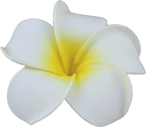 White Plumeria Flower Isolated PNG Image