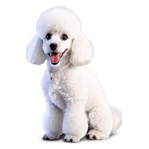 White Poodle Cartoon PNG ahl27 PNG image with transparent background