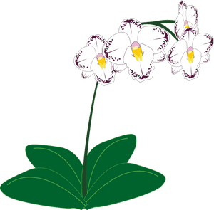 Free To Use Public Domain Orchid Flower Clip Art - Orchids Plants Clipart, HD Png Download PNG with transparent background