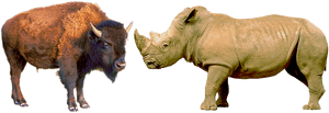 White Rhinoceros, HD Png Download PNG image with transparent background